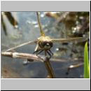 Libellula quadrimcatulata - Vierflecklibelle 07.jpg